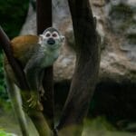 Mała małpa na gałęzi w zoo, w tle elementy wybiegu